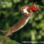 large-Weasel-on-hind-legs-eating-berries.jpg